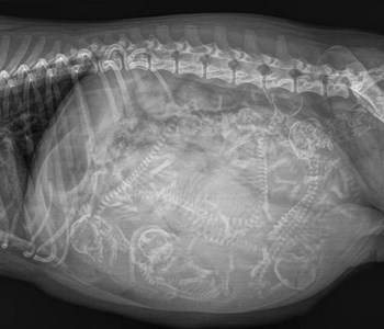 Røntgenbillede af hunds mave 